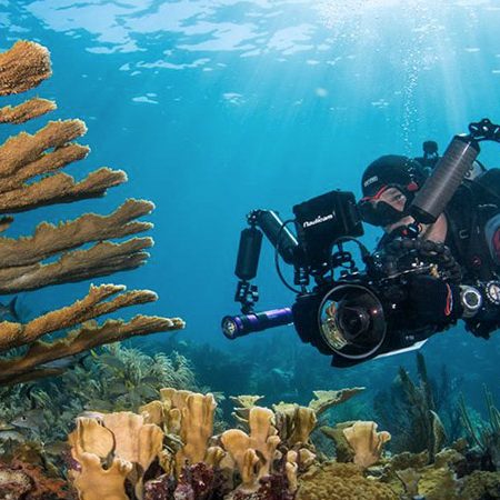 Africa Media undefrrwater videography Aliwal Shoal
