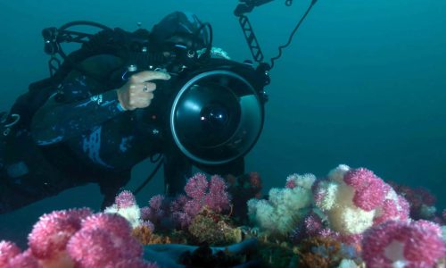 Underwater Photography – Preparatory Theory
