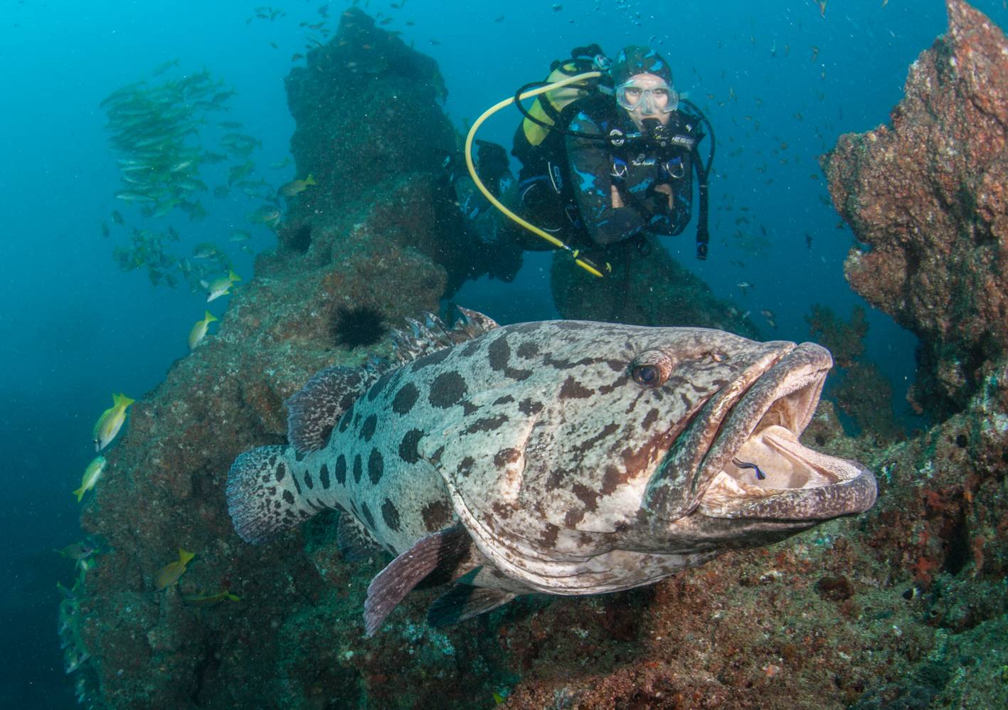 potato bass yawning