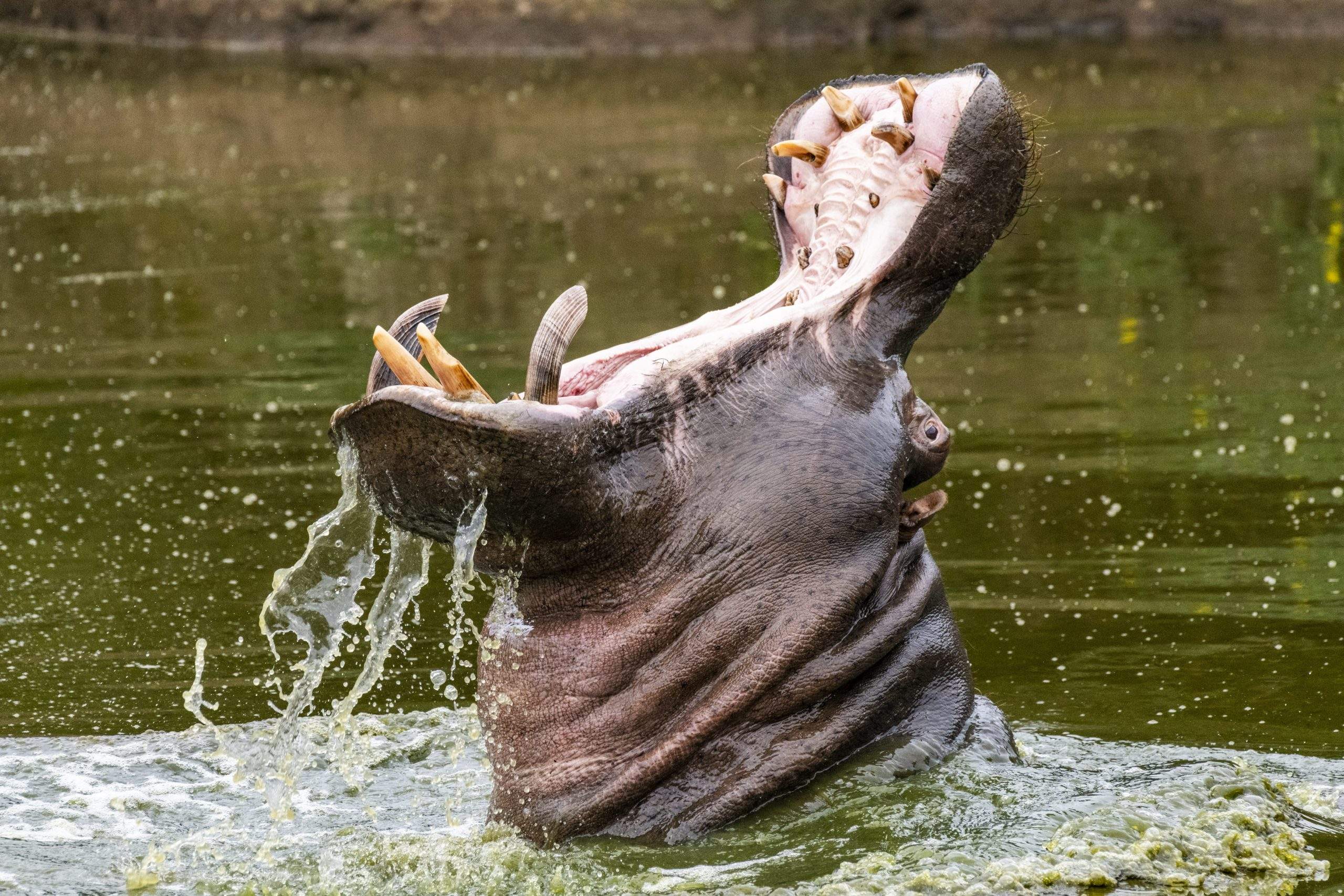 Wildlife & Travel Photography