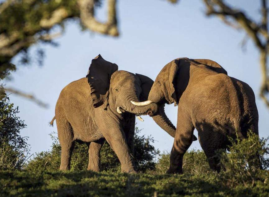 Wildlife photography filmmaking elephants