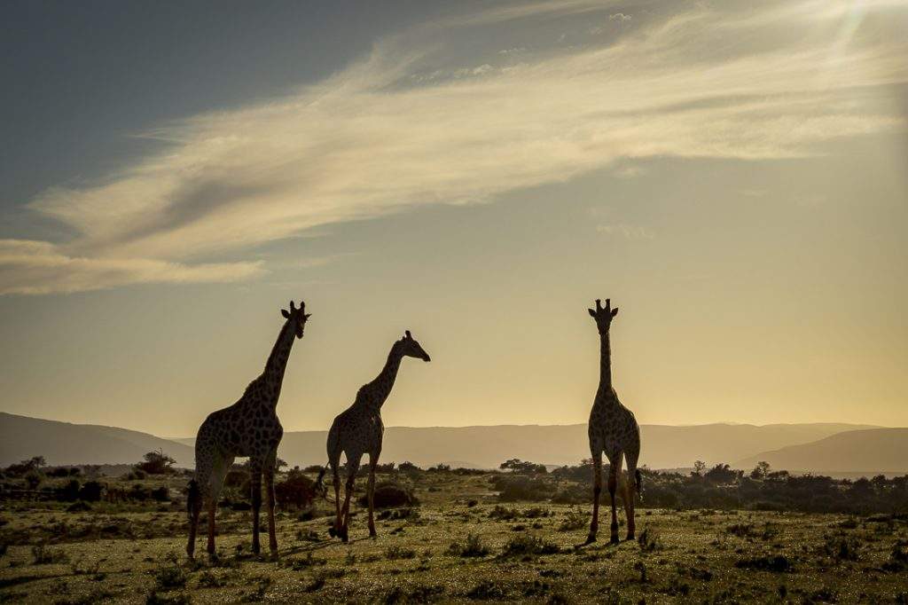 Giraffes sunset photo