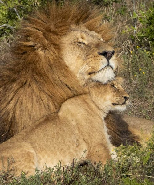 Wildlife photography filmmaking course lions
