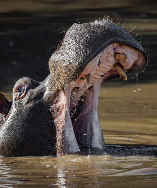 Wildlife filmmaking photography hippo
